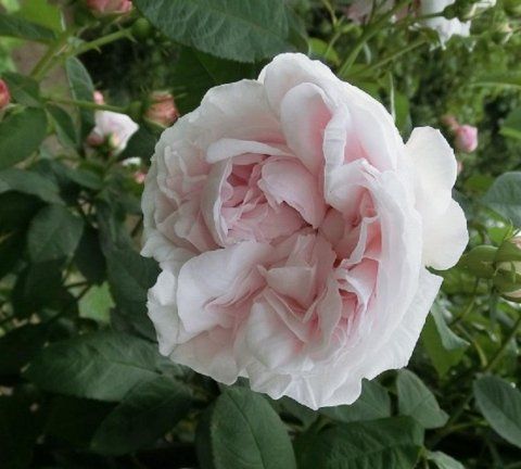 Rosa Juno