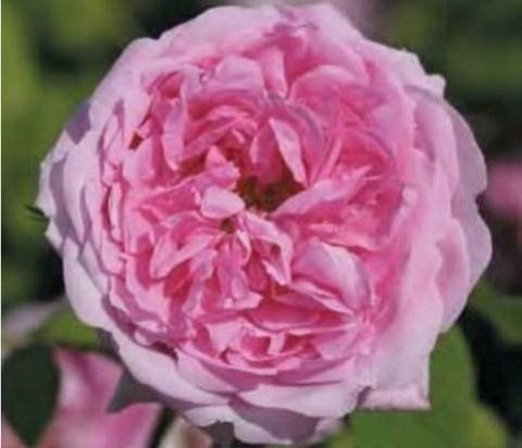 Rosa La Ville de Bruxelles