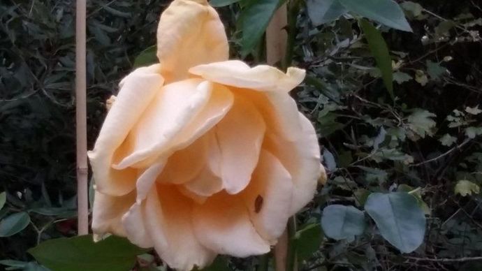 Rosa Lady Hillingdon