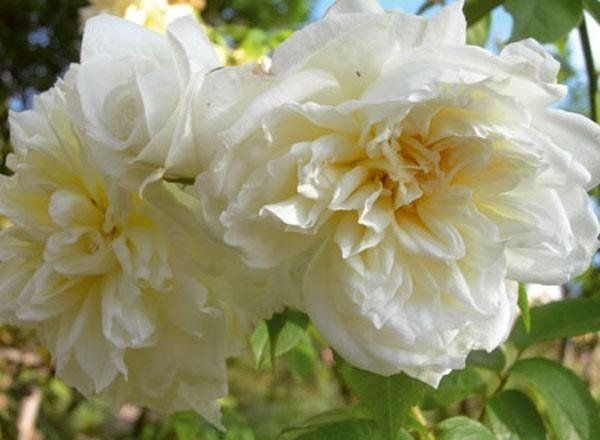 Rosa Lamarquee
