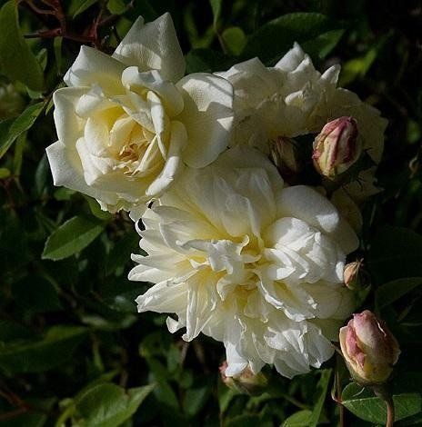Rosa Le Pactole