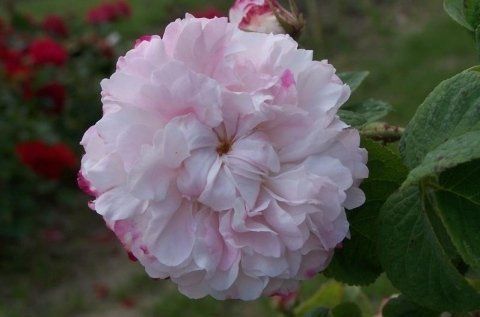 Rosa Leda