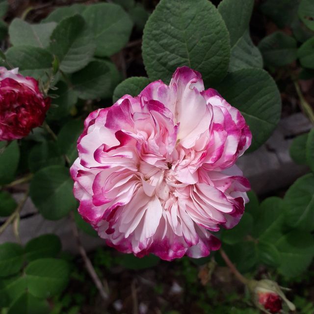 Rosa Leda