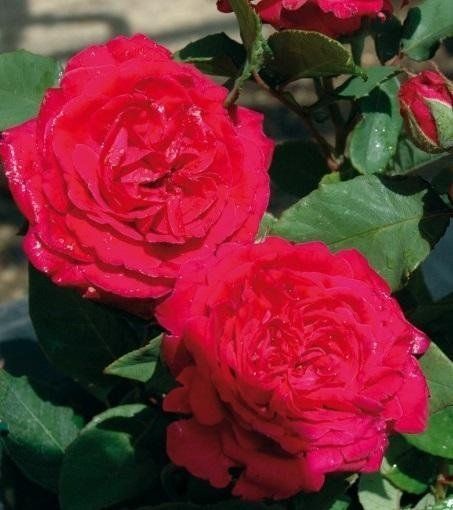 Rosa Lord Raglan