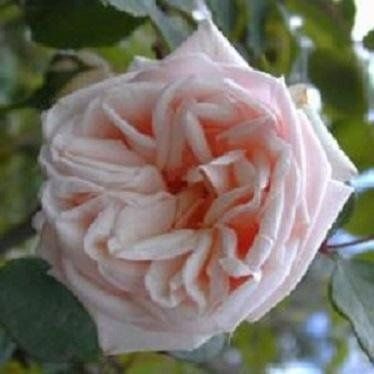 Rosa M.lle Franziska Krüger