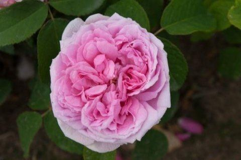 Rosa Madame Boll