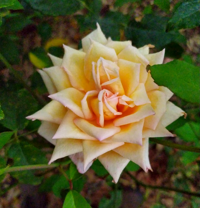 Rosa Madame Falcot