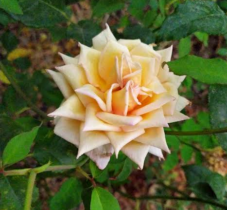 Rosa Madame Falcot