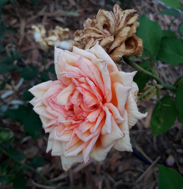 Rosa Madame Falcot