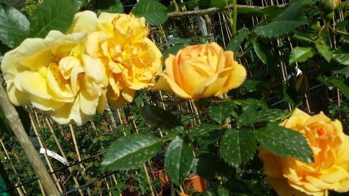 Rosa Maigold