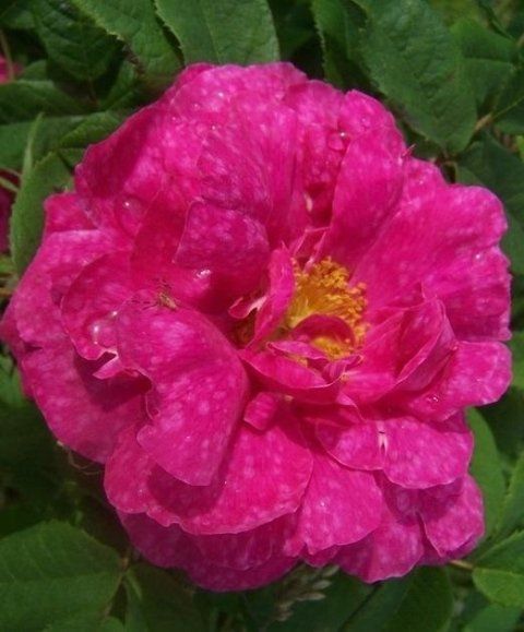 Rosa Marbrée