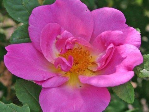 Rosa Marguerite Hilling