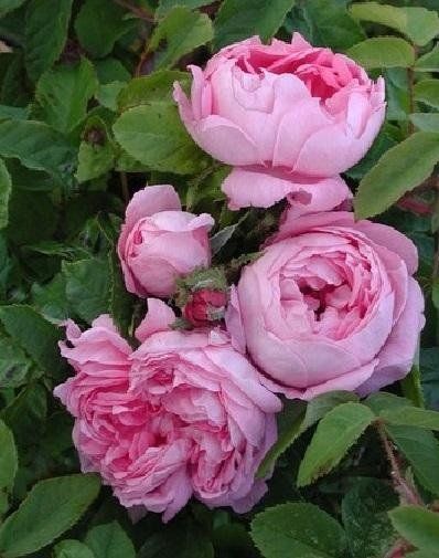 Rosa Marie de Blois