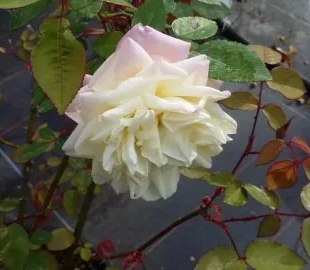 Rosa Marie van Houtte