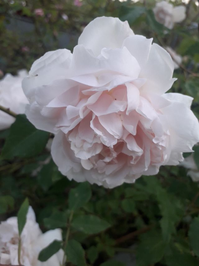 Rosa Mme Alfred Carriére