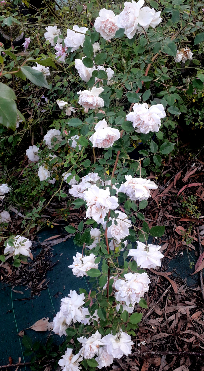Rosa Mme Alfred Carriére