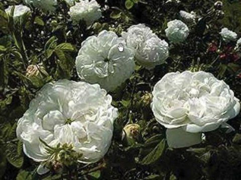 Rosa Mme Hardy
