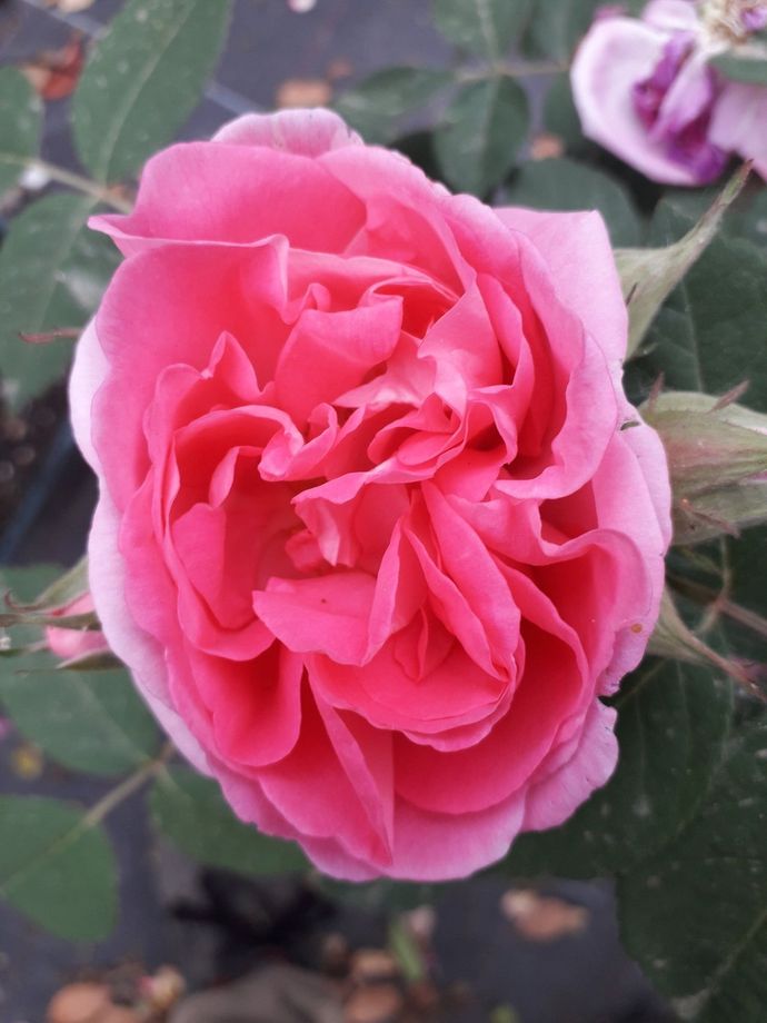 Rosa Moderata Fonte (Dalgeplat)