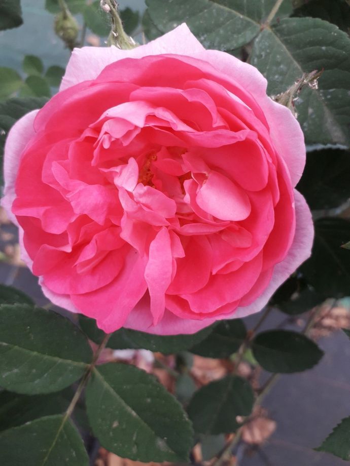 Rosa Moderata Fonte (Dalgeplat)