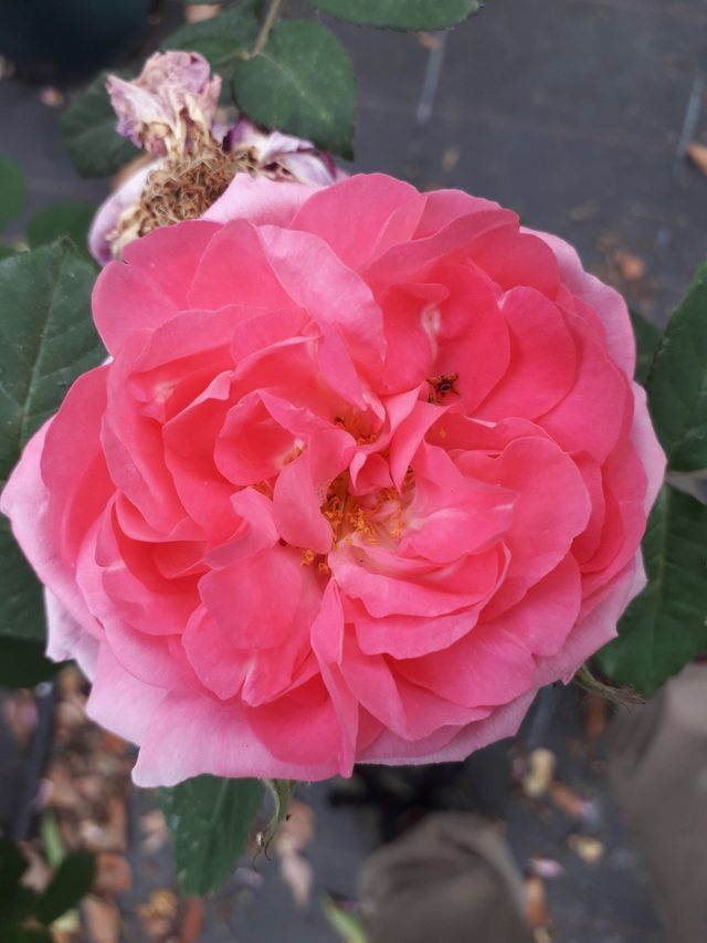 Rosa Moderata Fonte (Dalgeplat)
