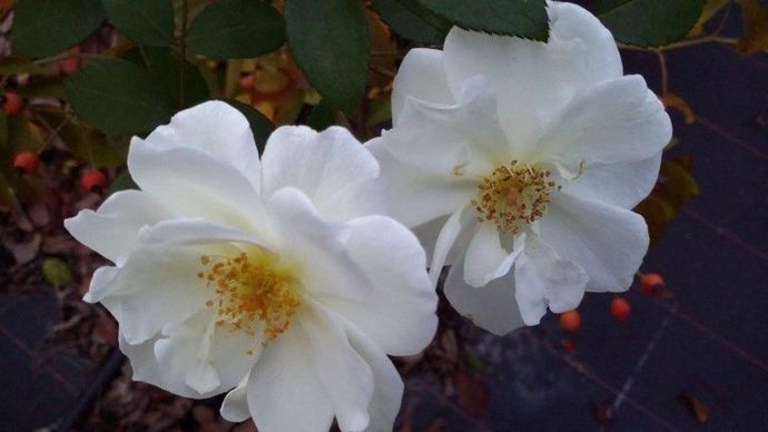 Rosa Moonlight