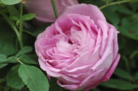 Rosa Mrs John Laing