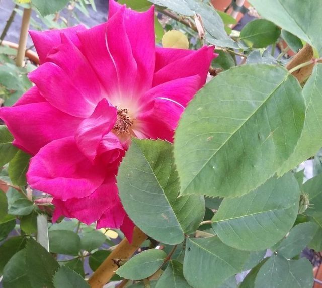 Rosa Noëlla Nabonnand