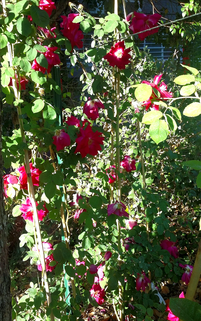 Rosa Noëlla Nabonnand