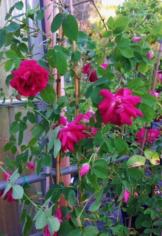Rosa Noëlla Nabonnand