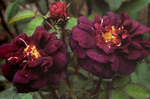 Rosa Nuit de Young