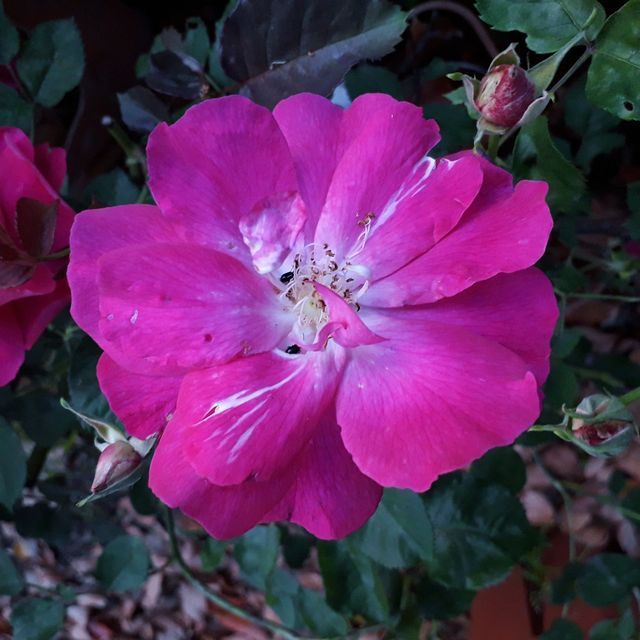 Rosa Nur Mahal