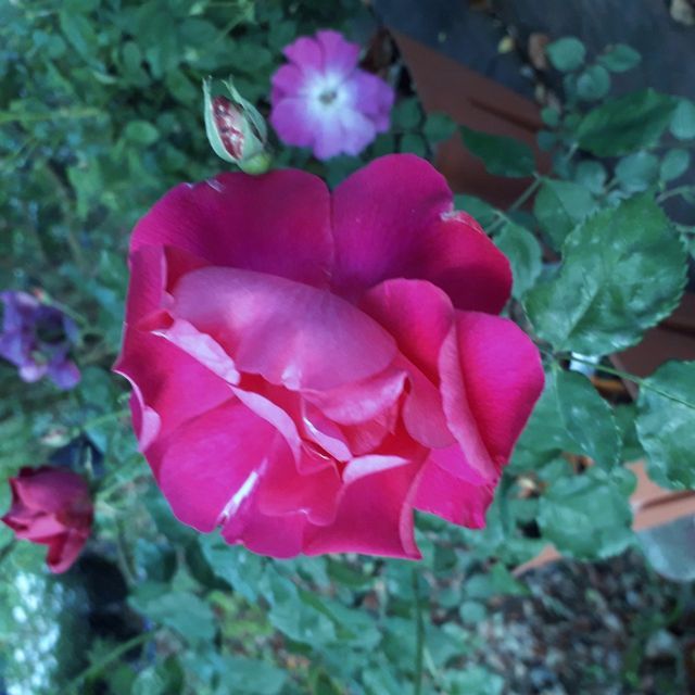 Rosa Nur Mahal