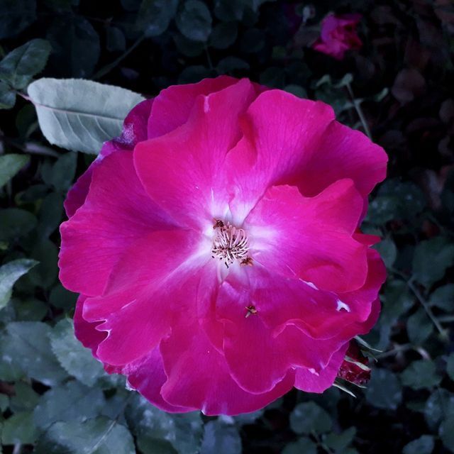 Rosa Nur Mahal
