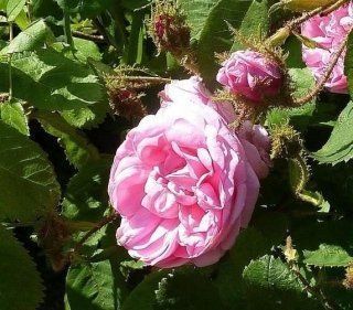 Rosa Old Moss