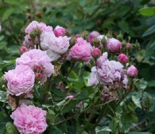 Rosa Old Moss