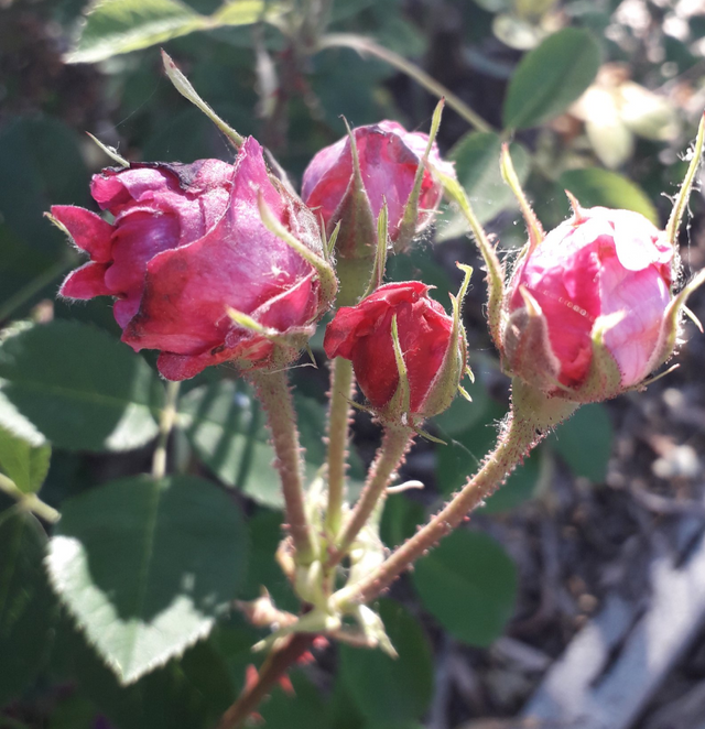 Rosa Paeonia