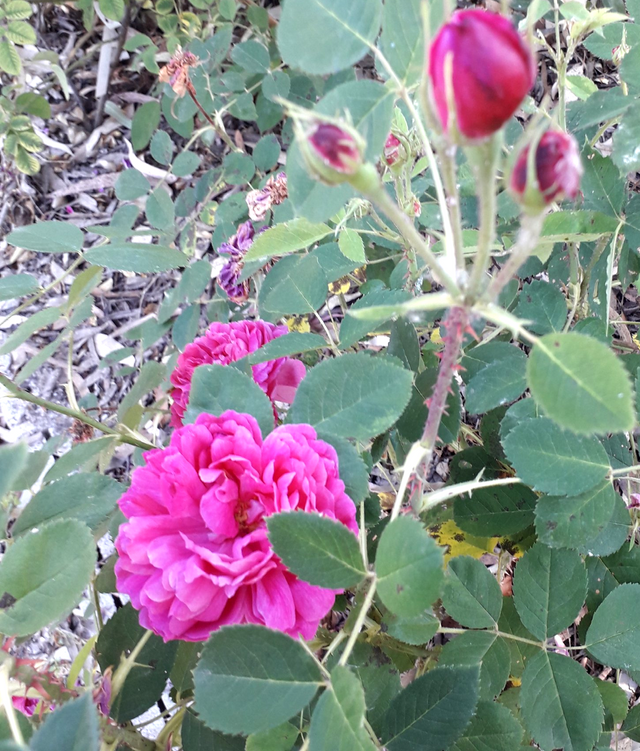 Rosa Paeonia