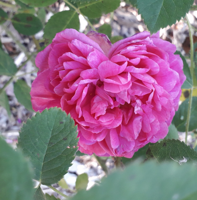 Rosa Paeonia