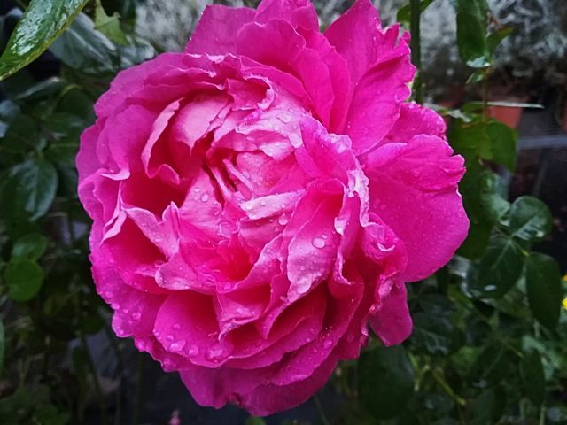 Rosa Paul Neyron
