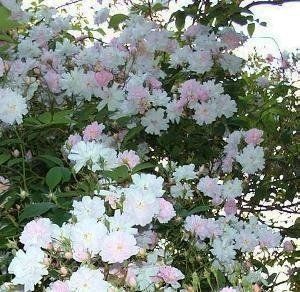 Rosa Paul's Himalayan Musk