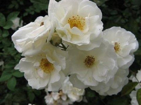 Rosa Pax