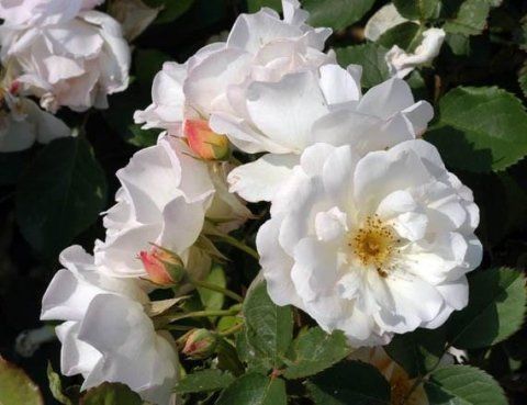 Rosa Penelope
