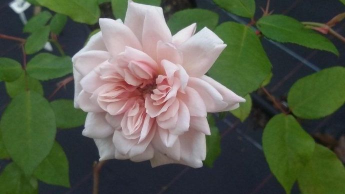 Rosa Perle d'Or