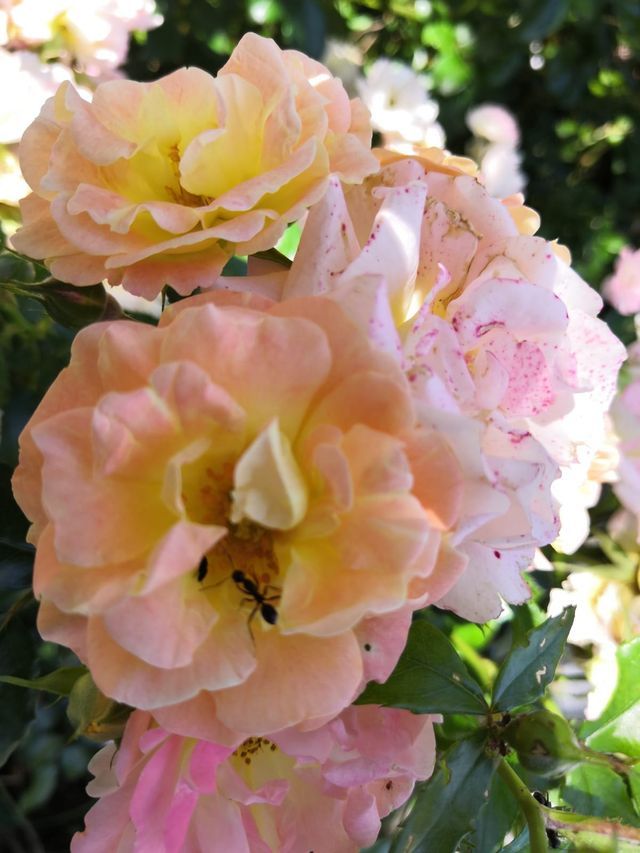Rosa Phyllis Bide