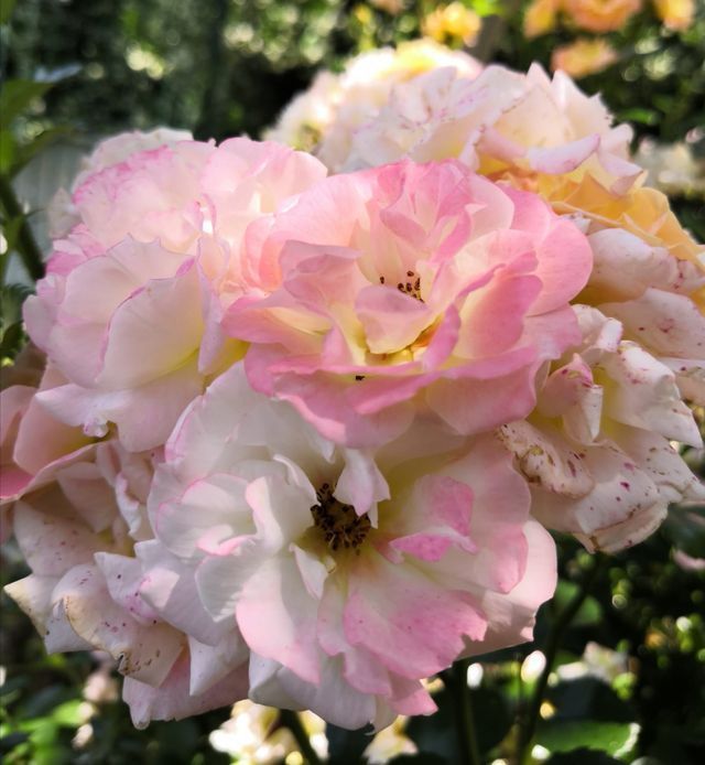 Rosa Phyllis Bide