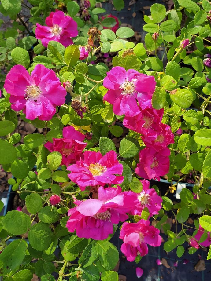 Rosa Portland Rose