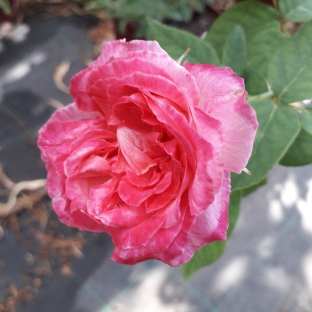 Rosa Professeur Ganiviat