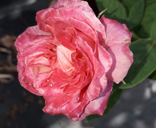 Rosa Professeur Ganiviat
