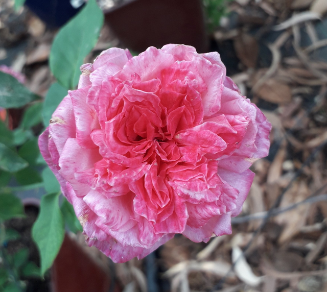 Rosa Professeur Ganiviat