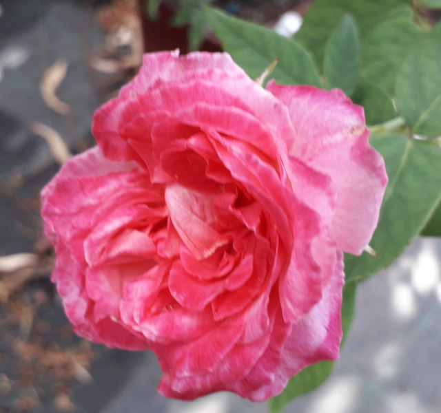 Rosa Professeur Ganiviat